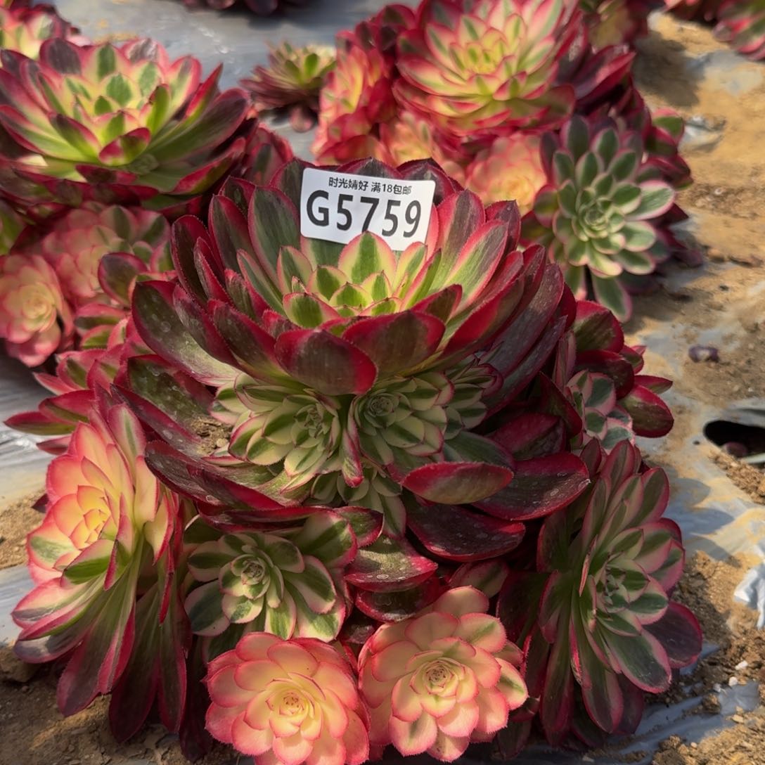 5759荔枝多肉植物