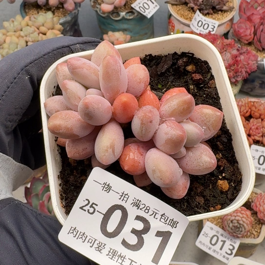 汤圆无盆土发货无