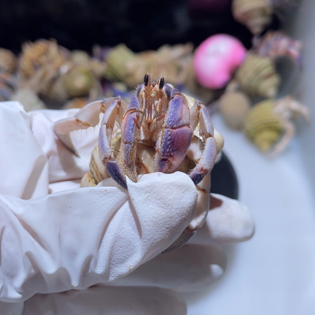 P15 紫陆1.8口粉蓝桔色第三只