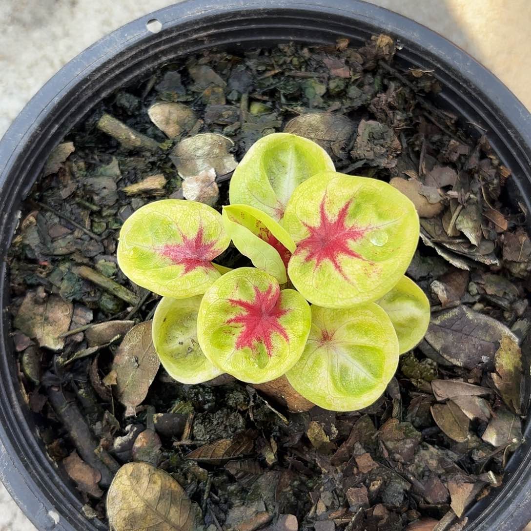 放****包泰国彩叶芋999-0129