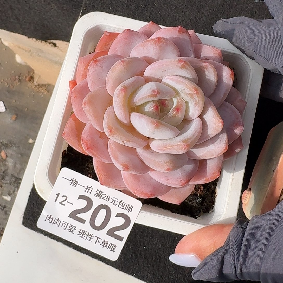 橙梦露无盆土发货无