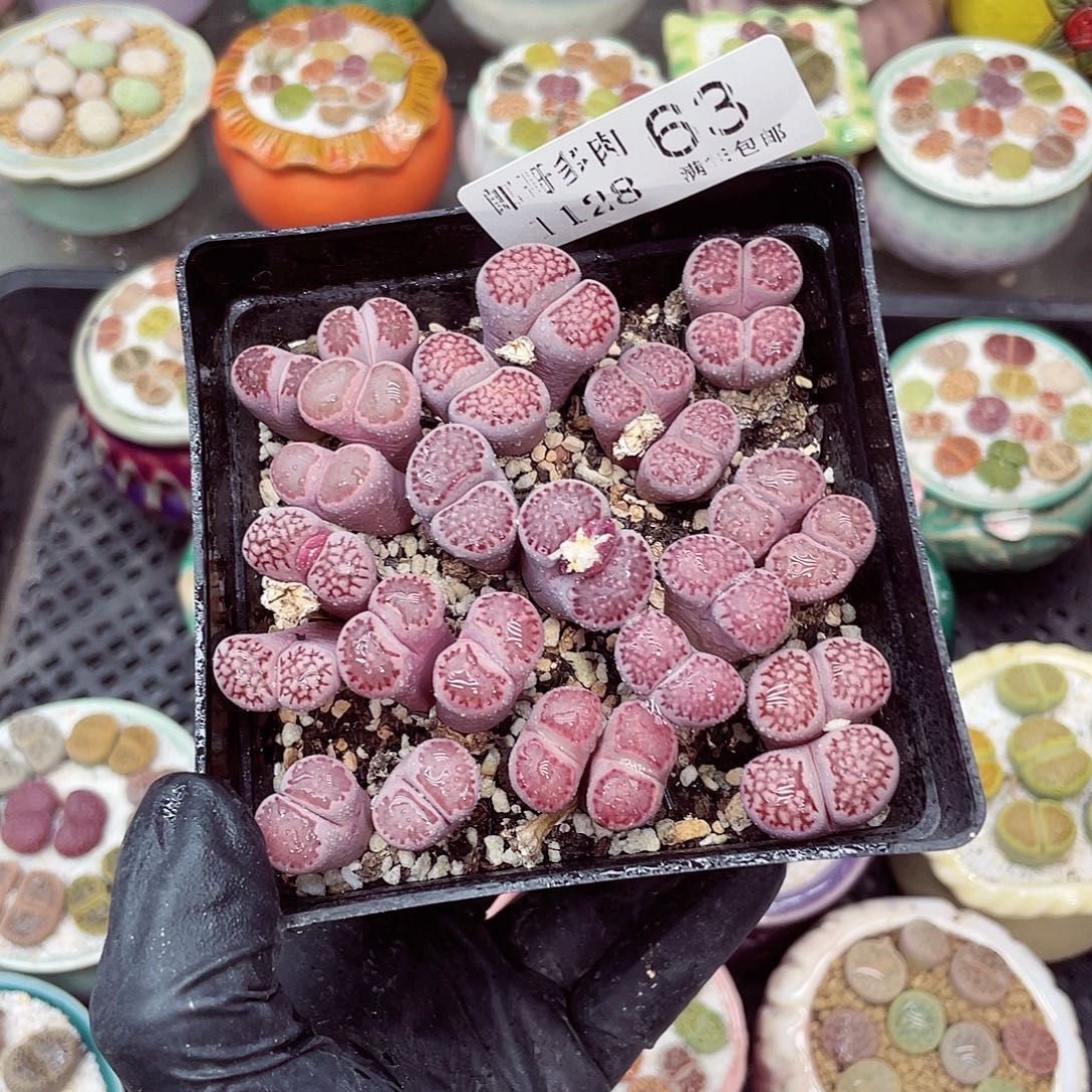 生石花满18包邮1128-63