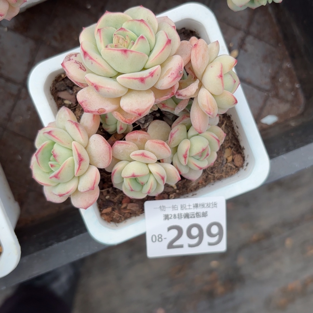 香草老桩多肉多肉多肉