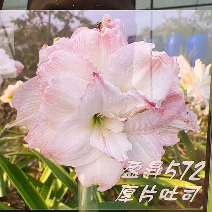 朱顶红572开花球带侧