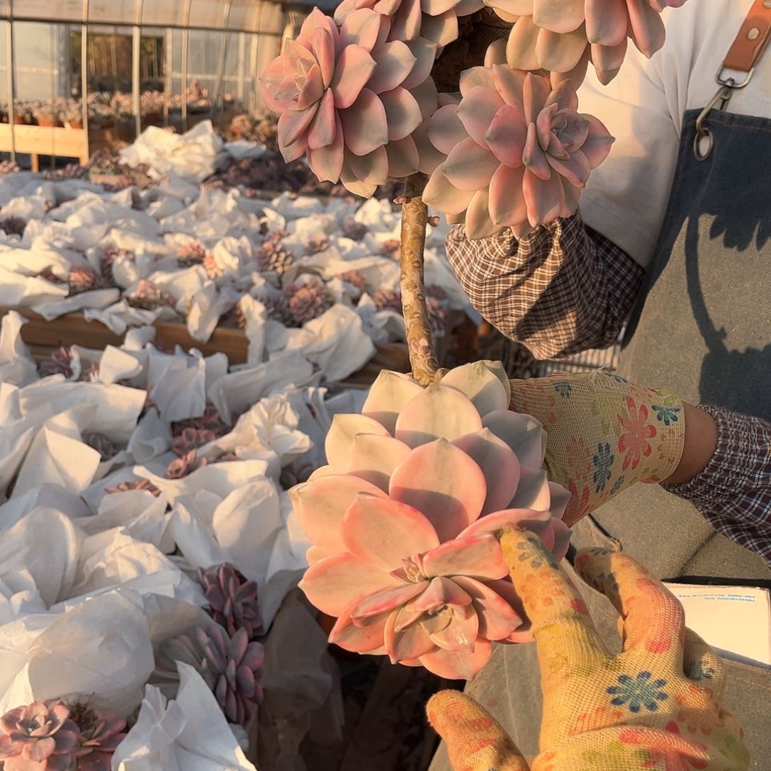 观**涛多肉植物紫乐景03