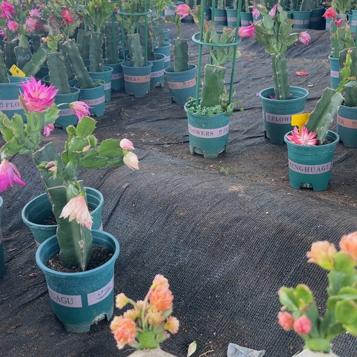 用***235号058红色花朵00000