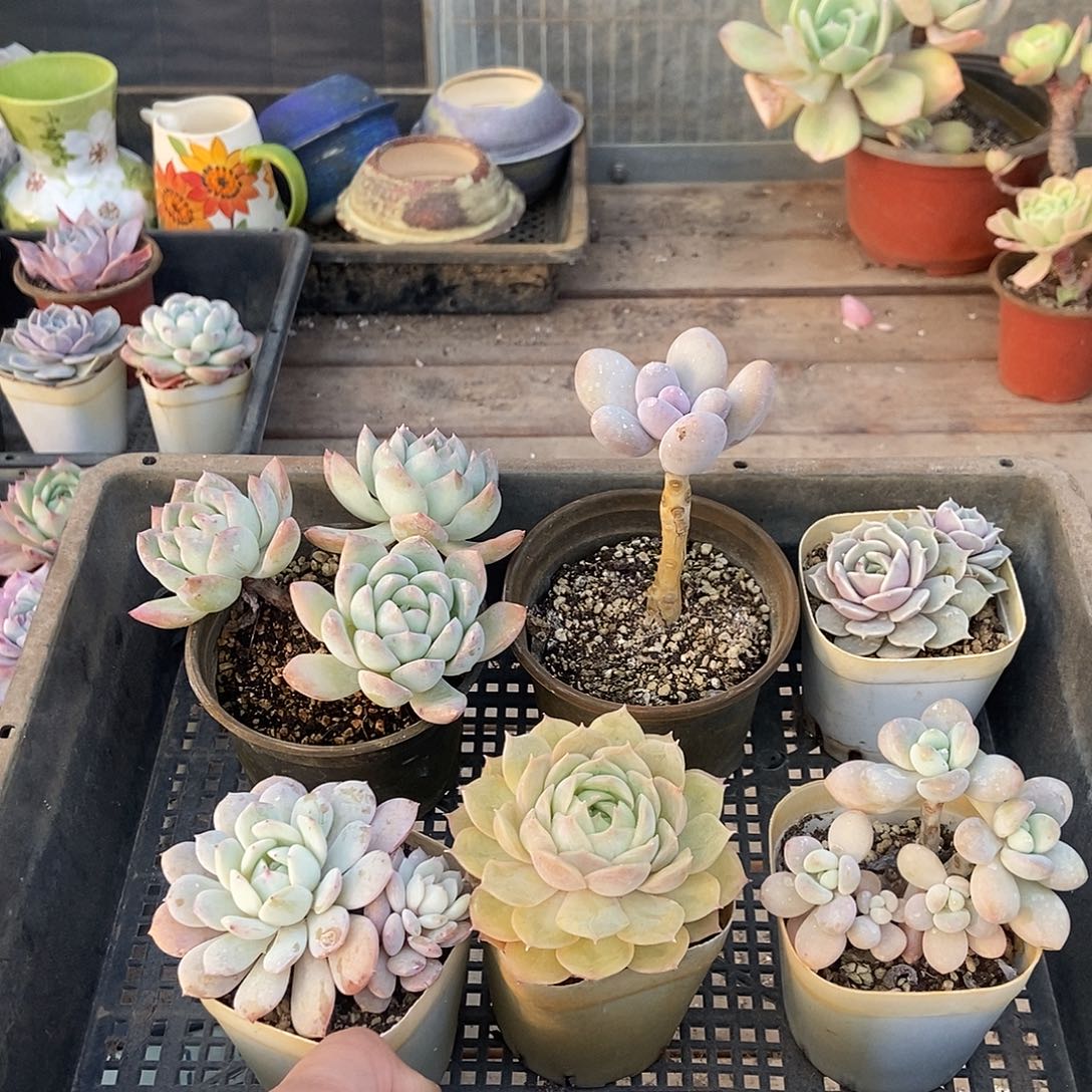 042号组合套餐多肉六颗脱土发货偏远不包邮