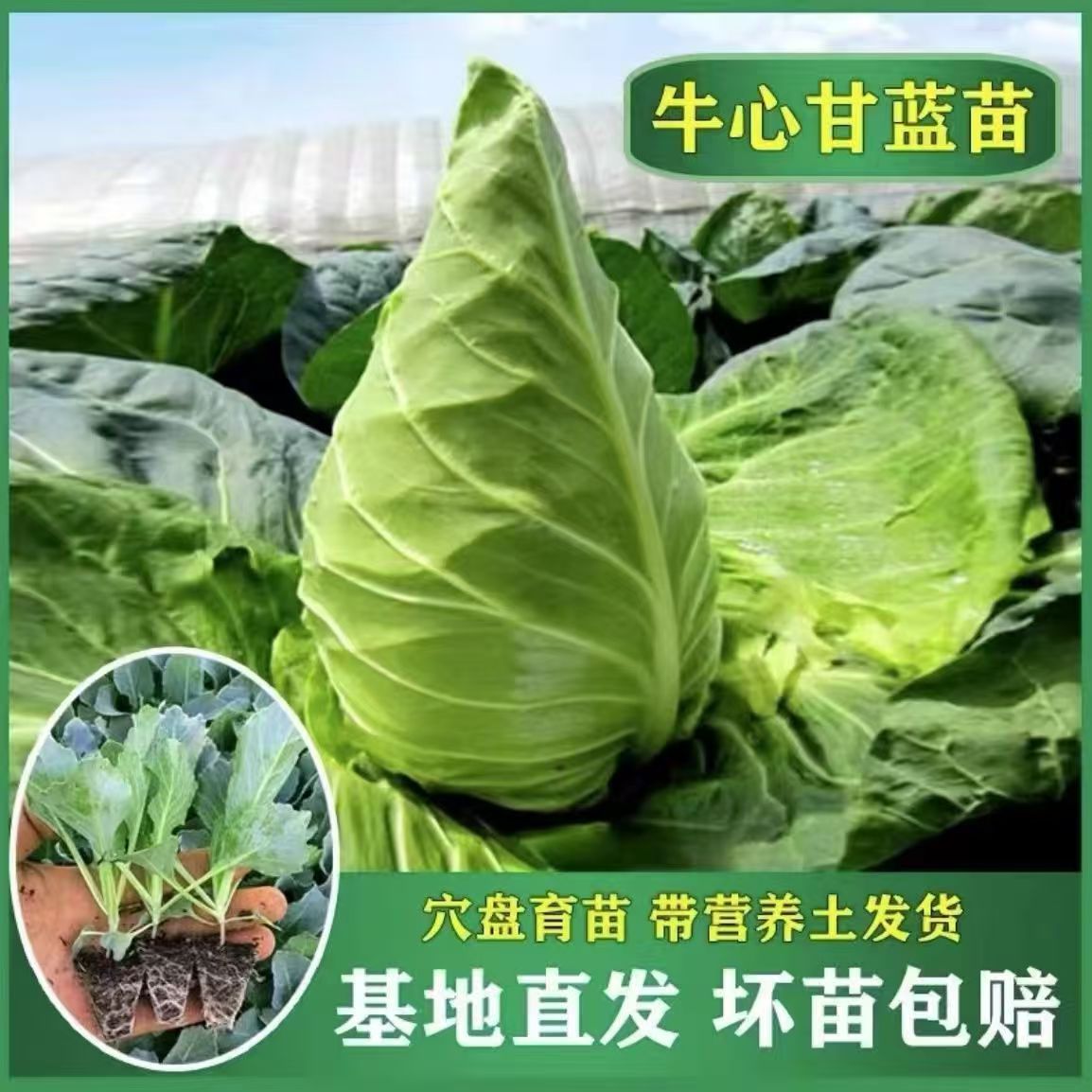 牛心甘蓝菜秧苗现挖先发原土发货干脆清甜家庭阳台庭院四季可种