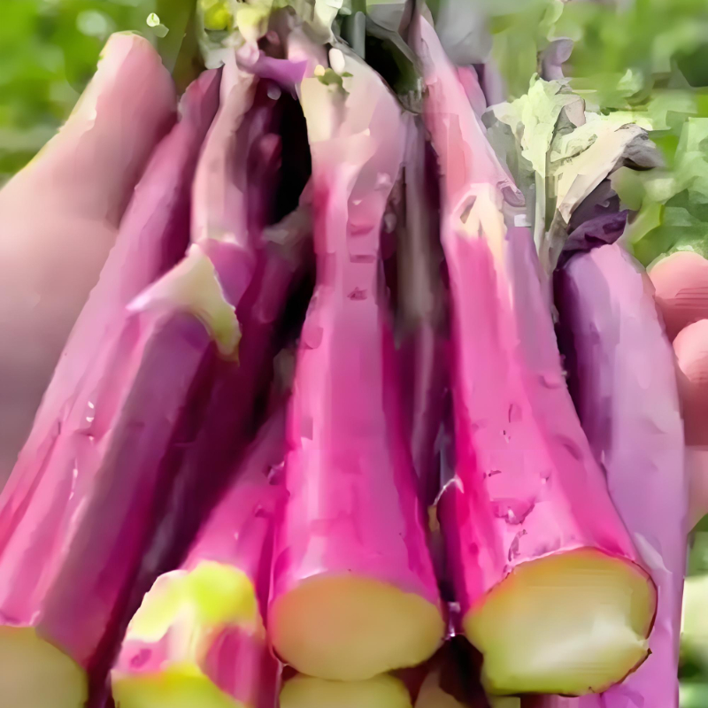 红菜苔种子种籽紫红蔬菜种植子秋季秋冬菜籽菜种四季菜心蔬菜种子