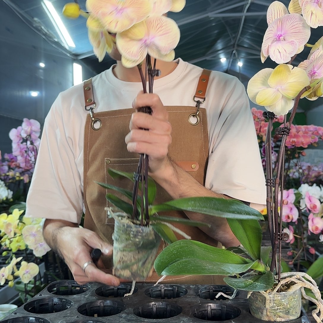 完全开放和鸣新品种/随机发货/瑕疵花絮短