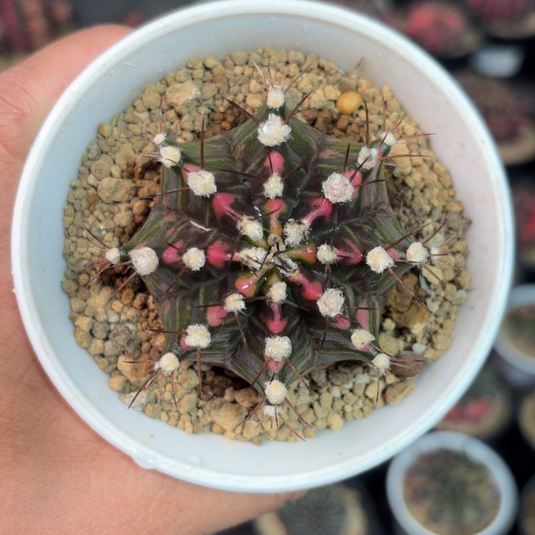 泰系实生仙人球300