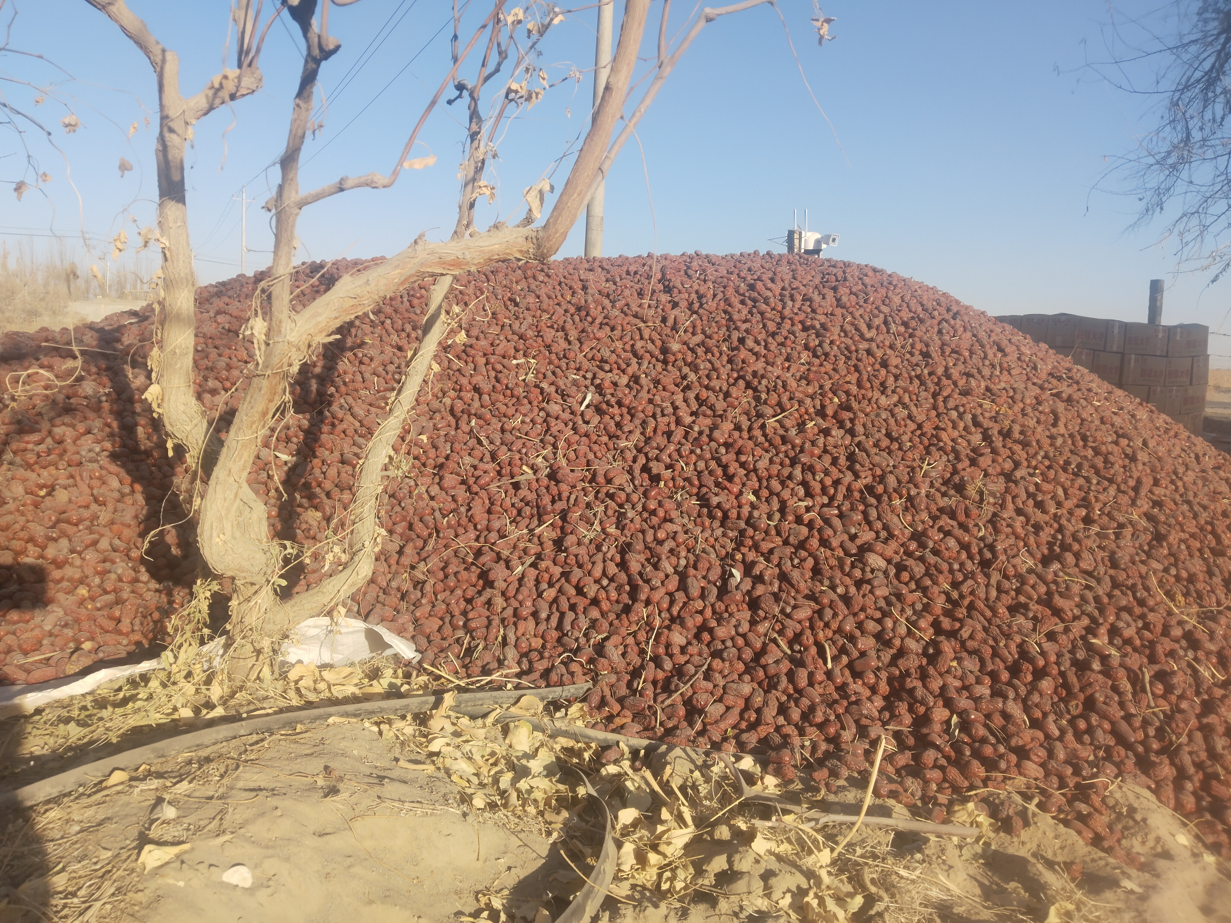 骏枣干果，三级，五斤，箱子包装，树上自然吊干，未精选，未清洗，