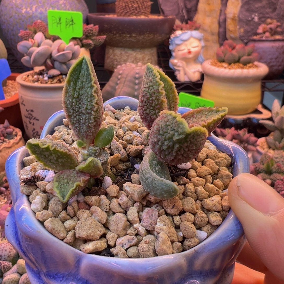 一物一拍，感谢支持