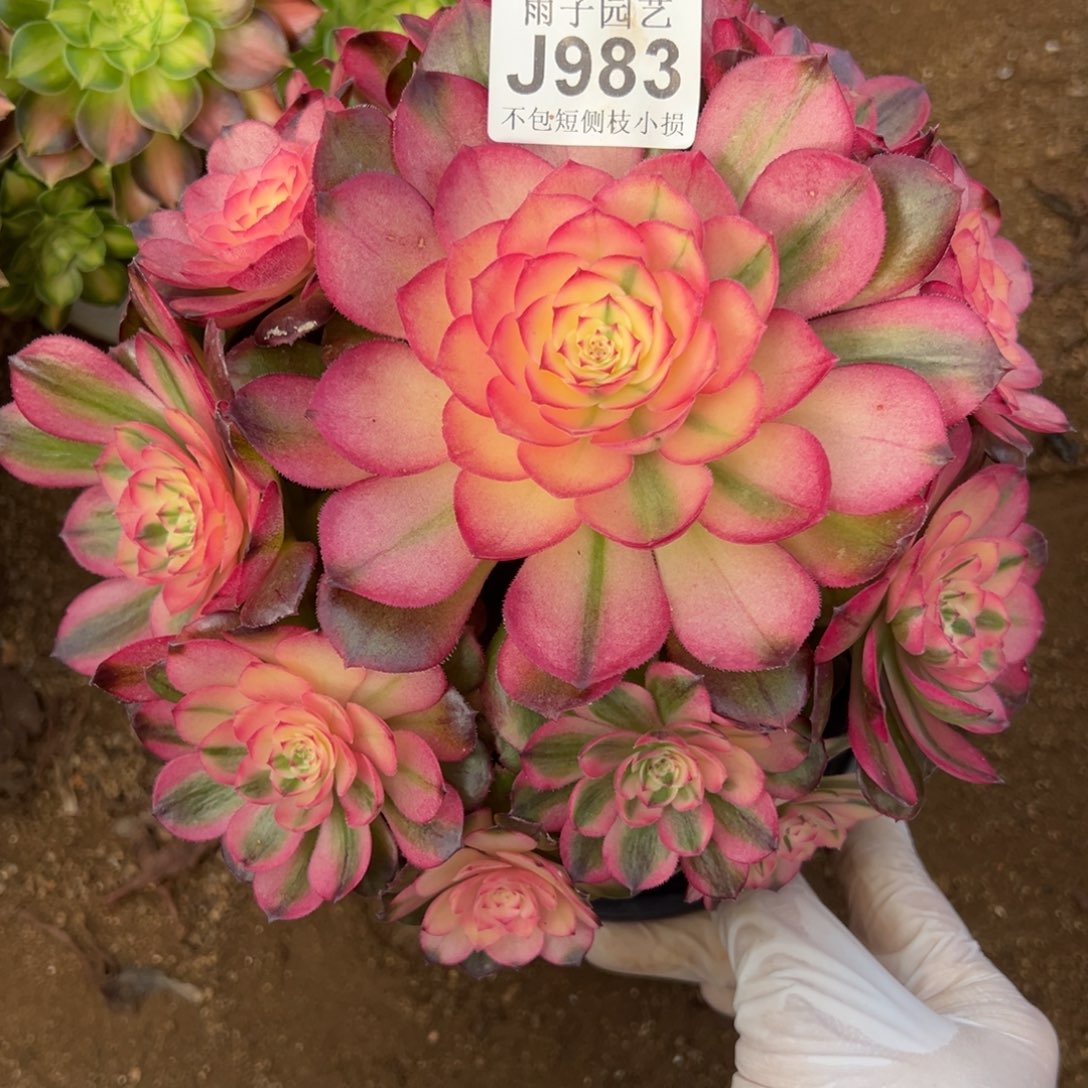 清*983荔枝尺寸20左右