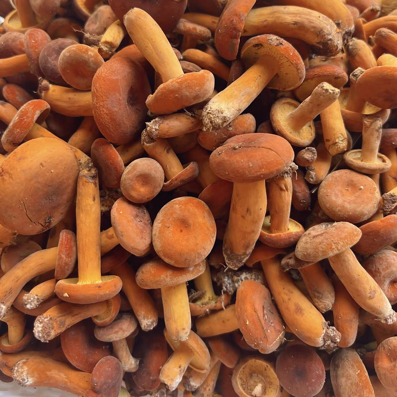 野生奶浆菌新鲜野生菌蘑菇煲汤火锅食用野生菌