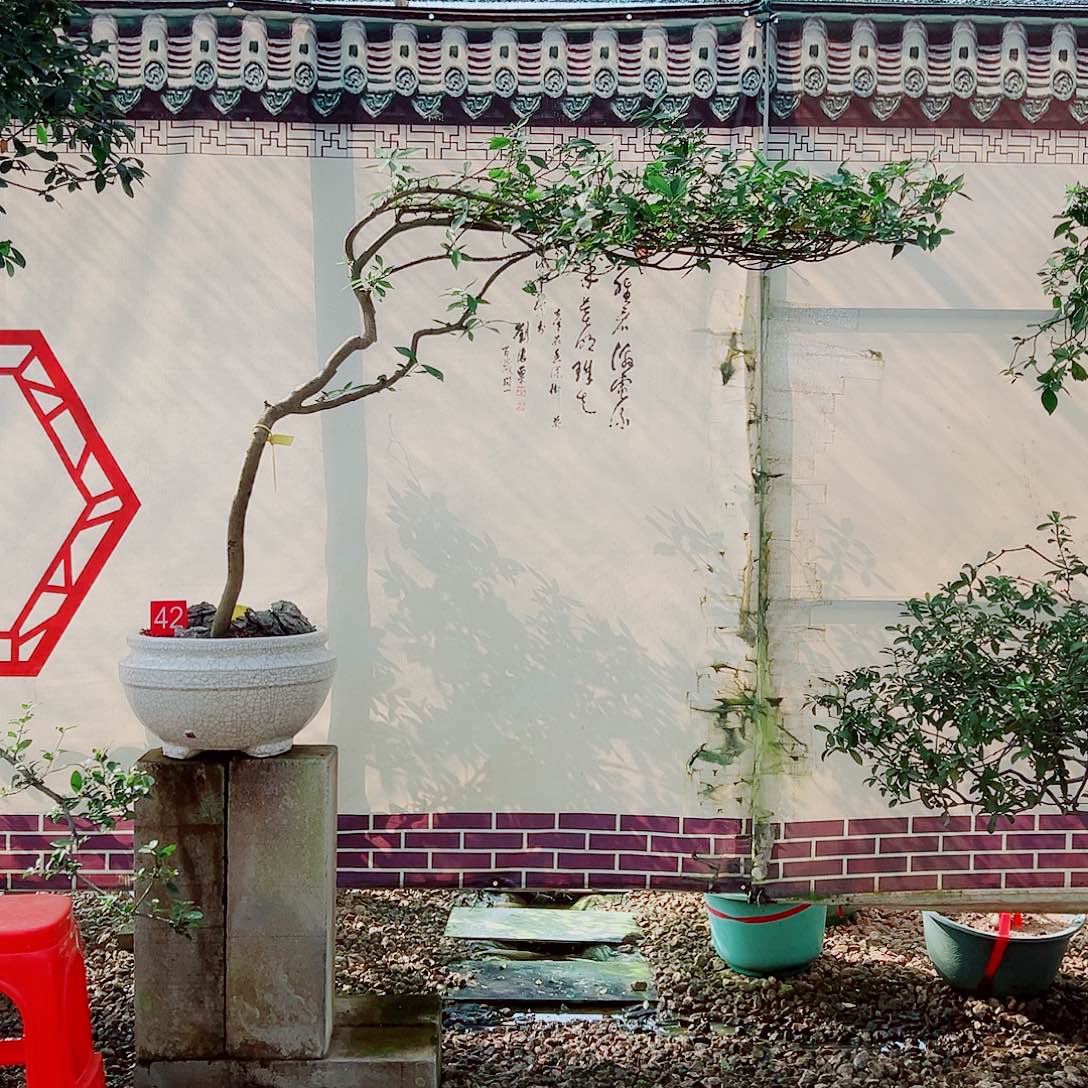 大***。无花朵海岛栀子花一物一拍