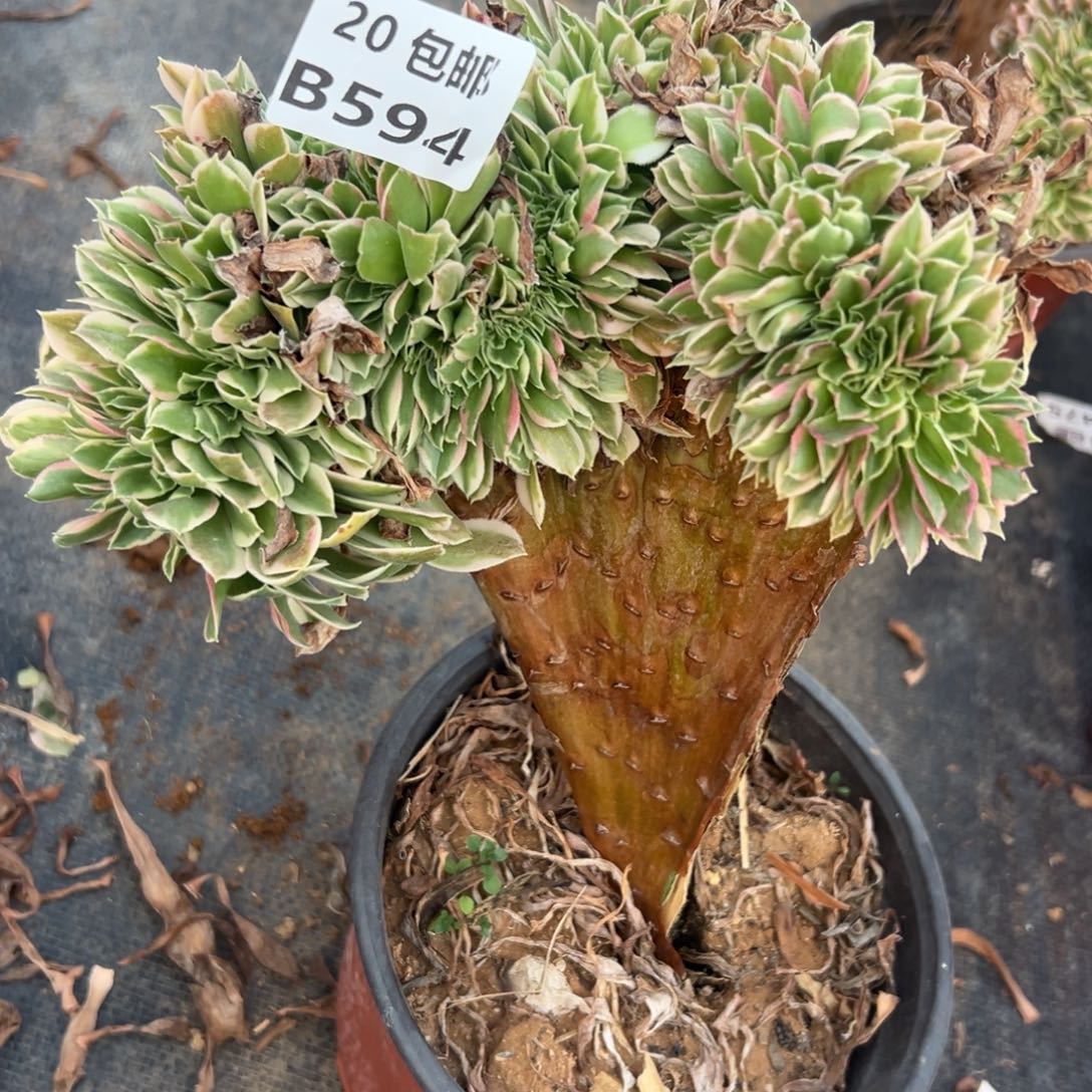 594白凤缀，福利，处理，满20包邮