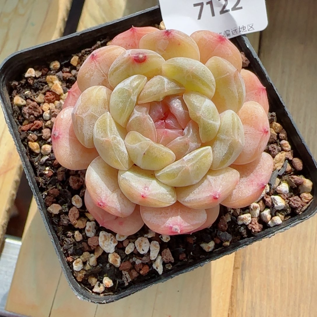 粉心白恋，7122多肉