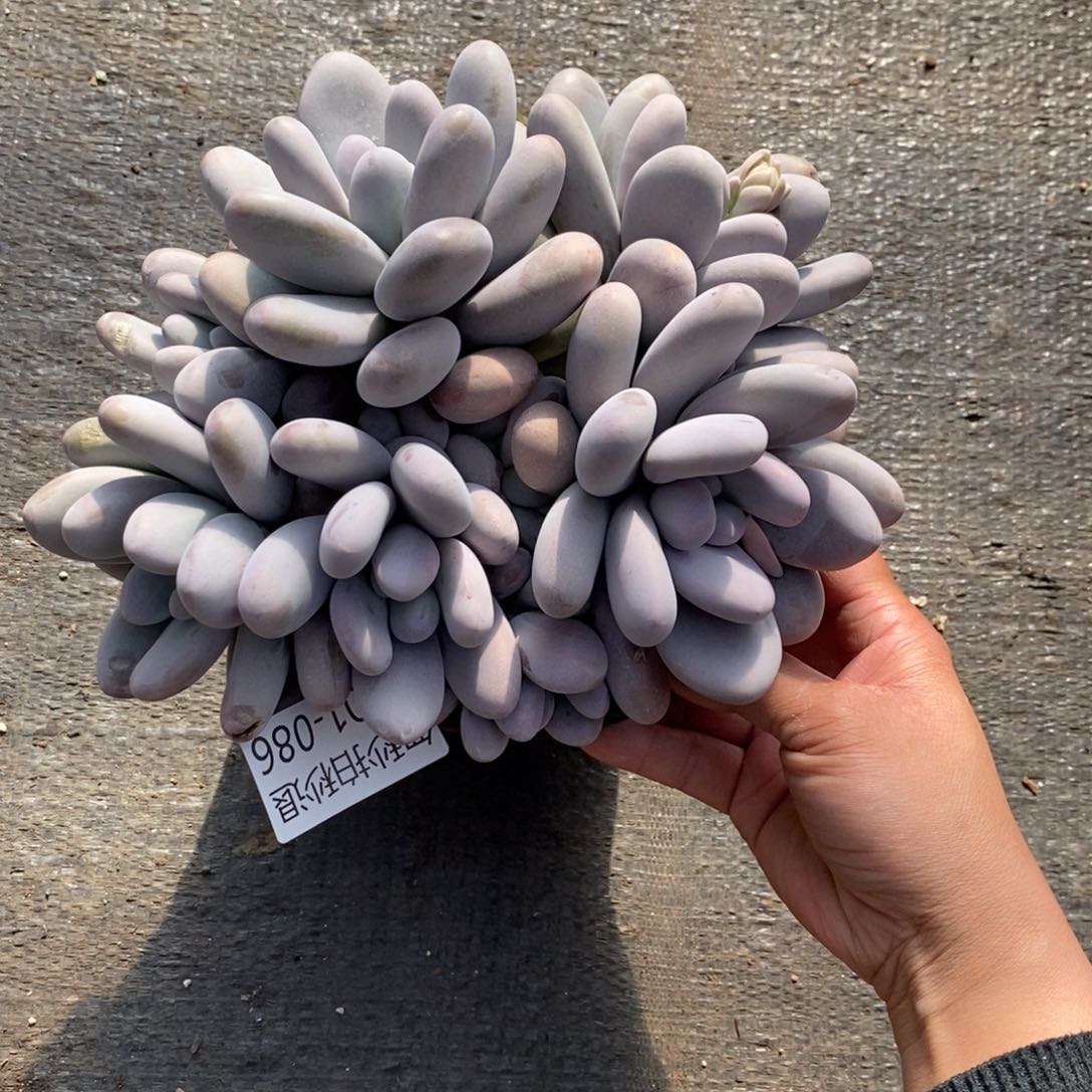 两单包邮101-86奶酪