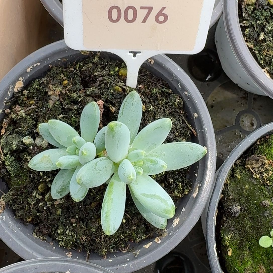 阿蒂斯托1222344566676556