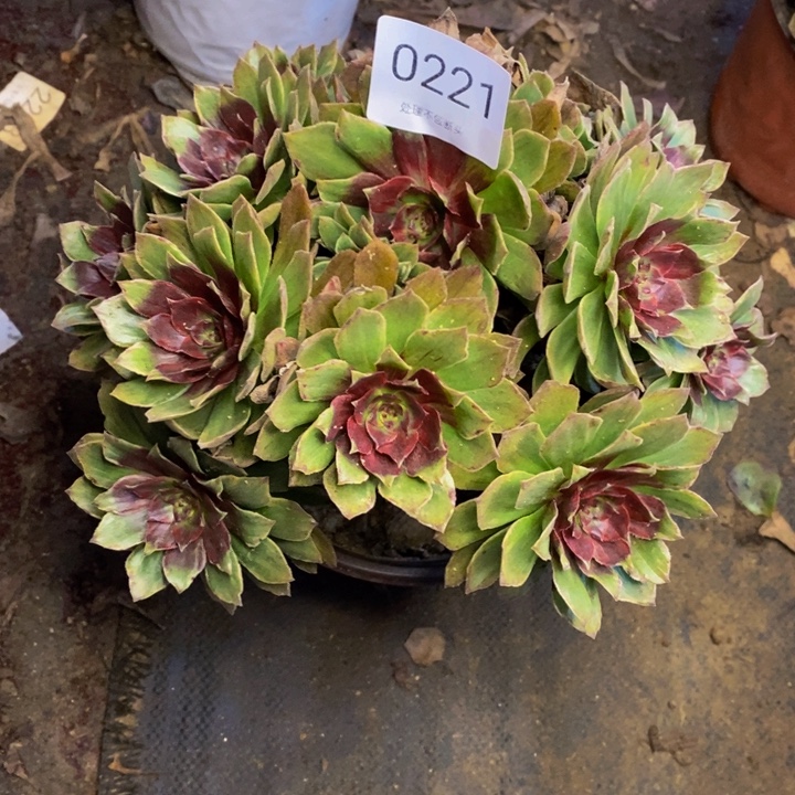 红丝绒多肉断头不包0221