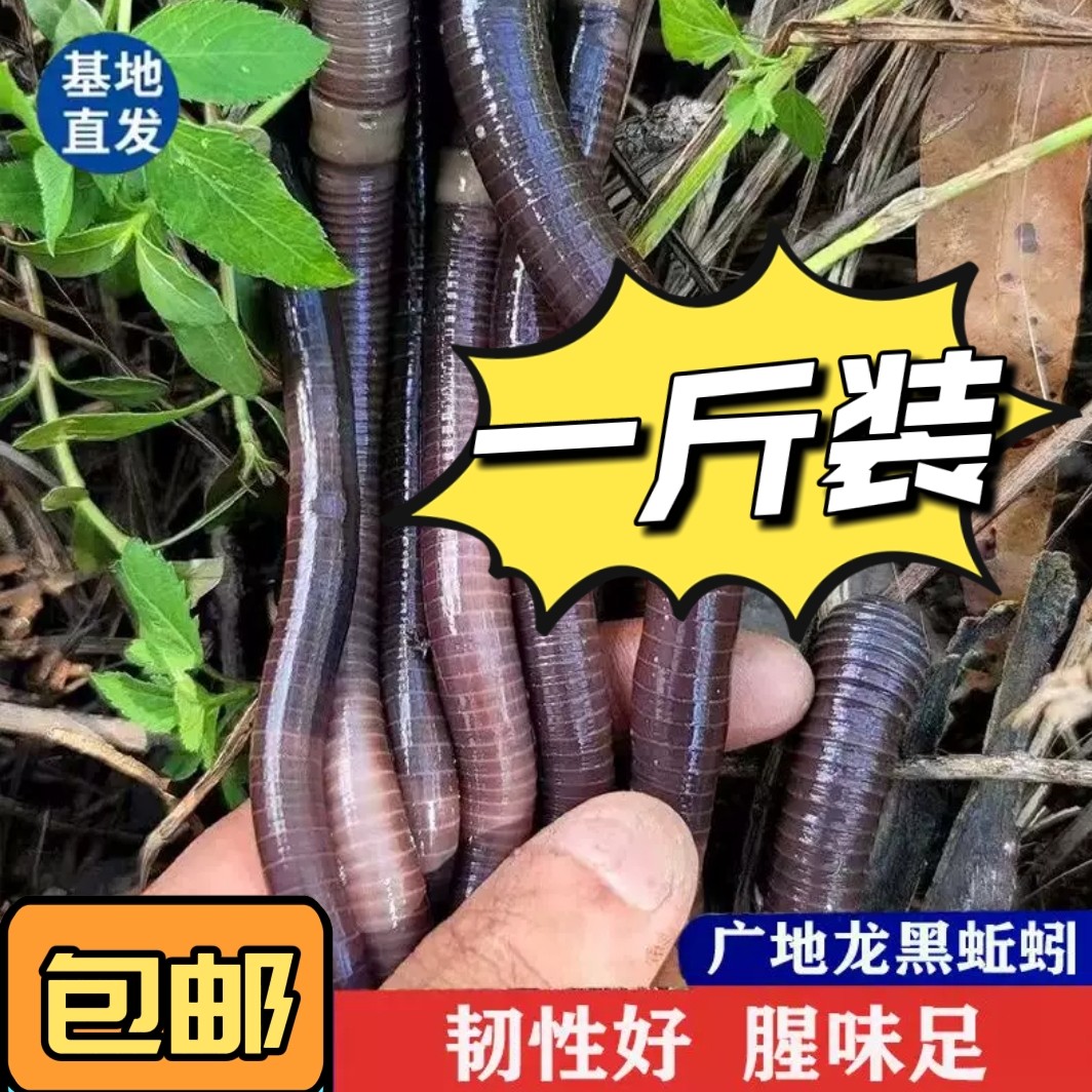特大号蚯蚓广地龙黑蚯蚓垂钓鱼饵料青鱼鲳鱼翘嘴黄鳝黑鱼专攻大物
