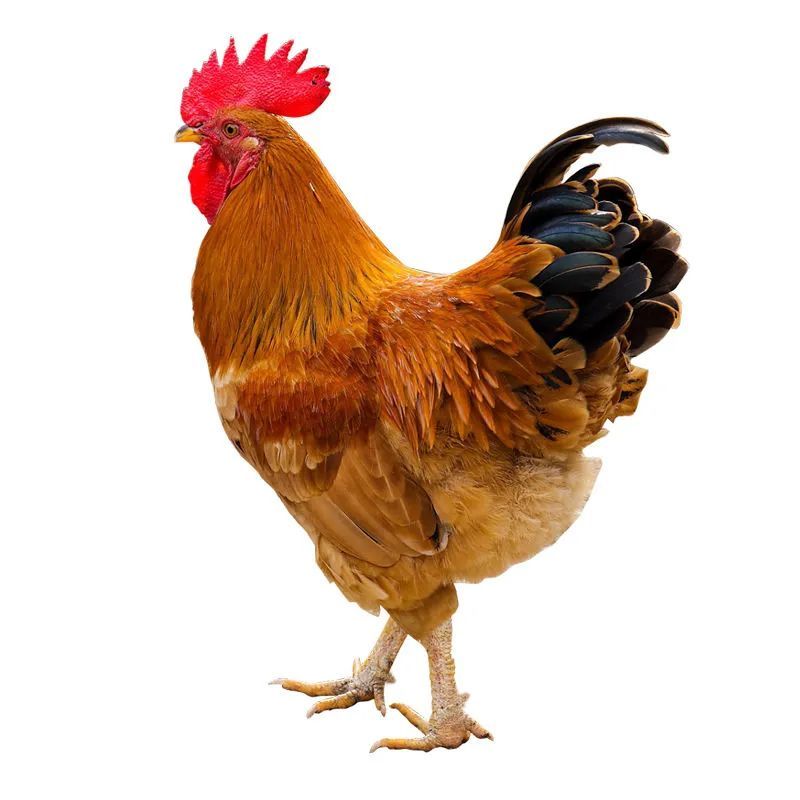兰考县乐睿生态农场正宗散养现杀大公鸡