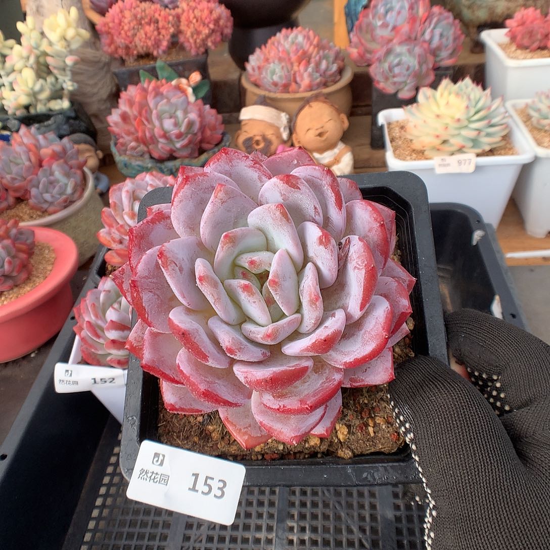 153梦露多肉植物666