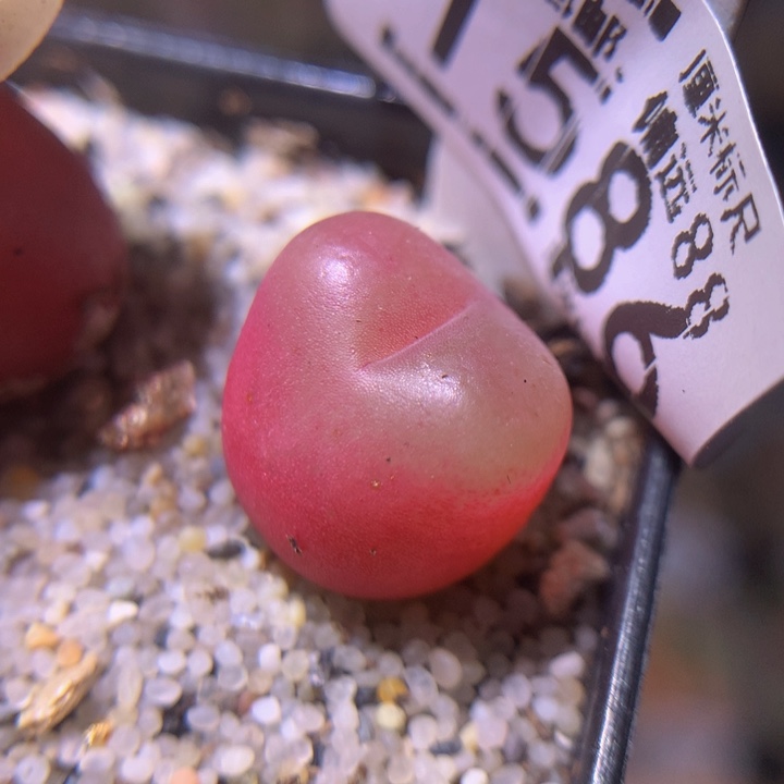 精品sss多肉花1586