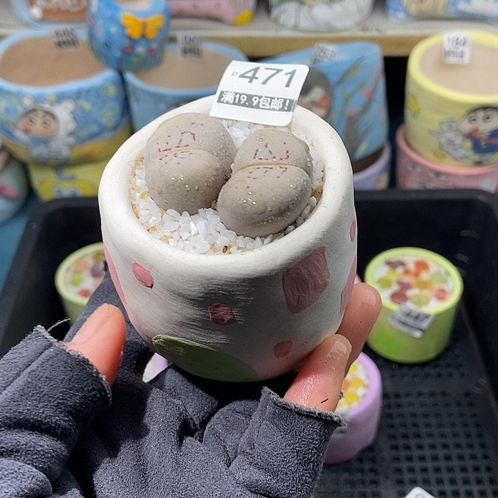 大舅生石花肉锥多肉471