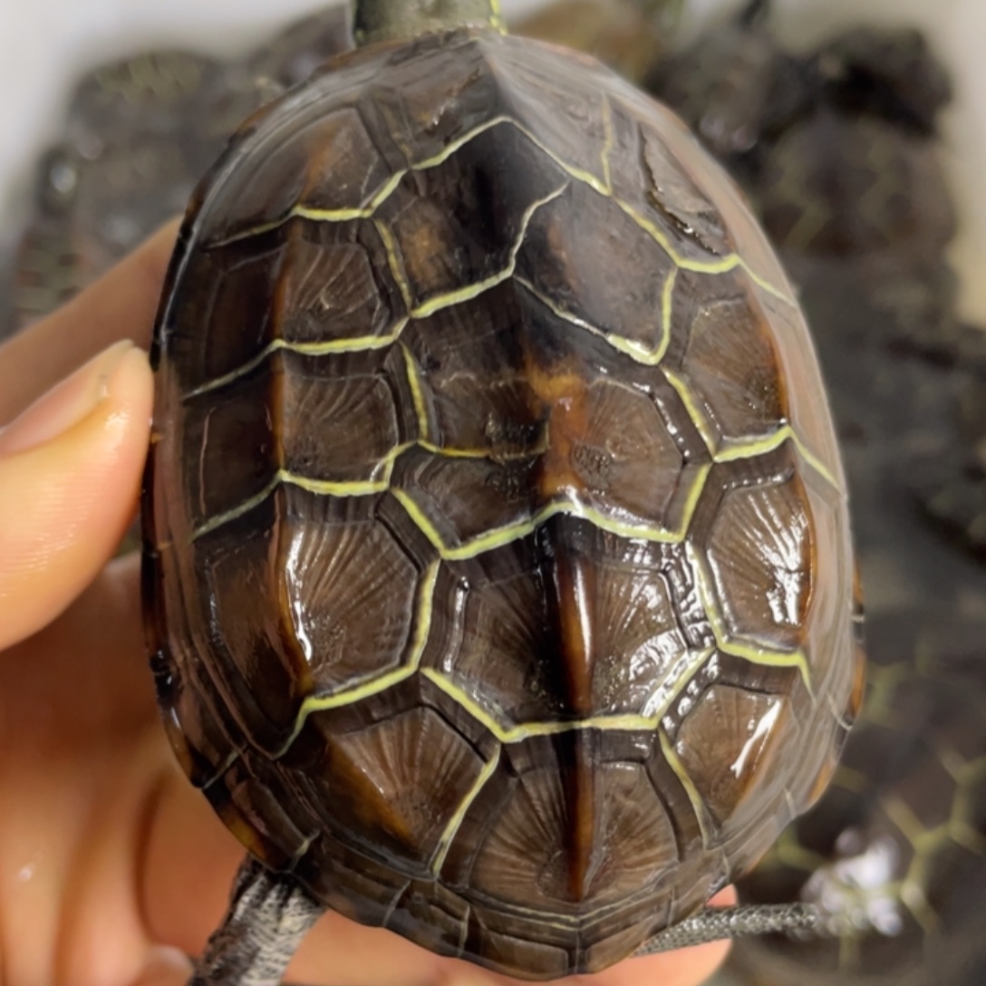 苏北金线冷水草龟