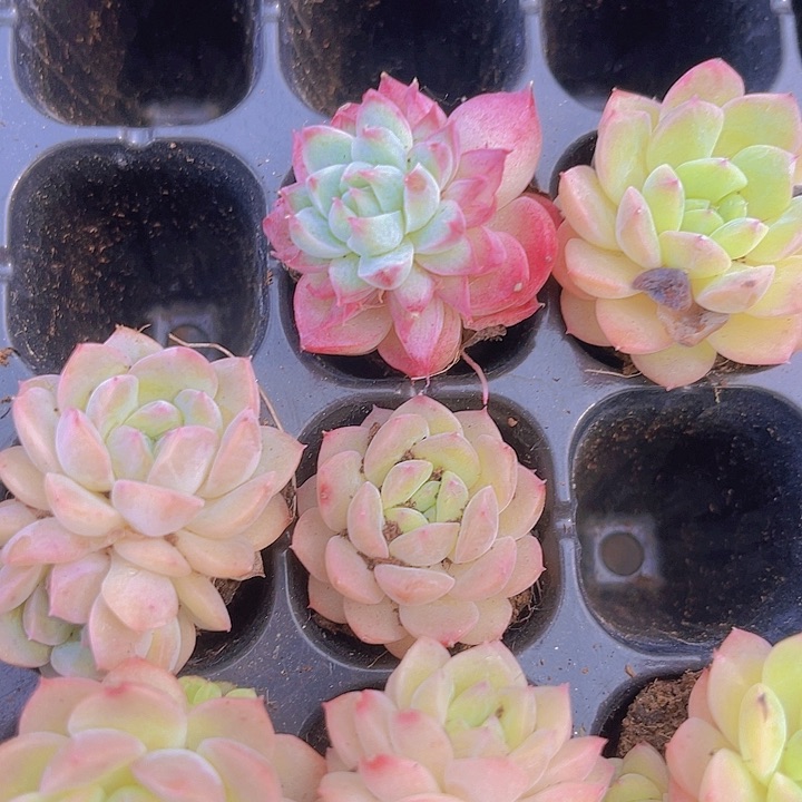 豆****记定向梦瑶多肉