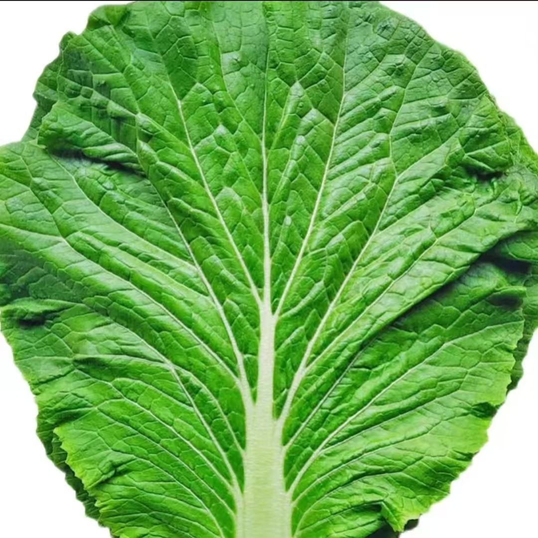 东北特产白菜叶农家种植打饭包叶现摘现发产地直发新鲜蔬菜包邮