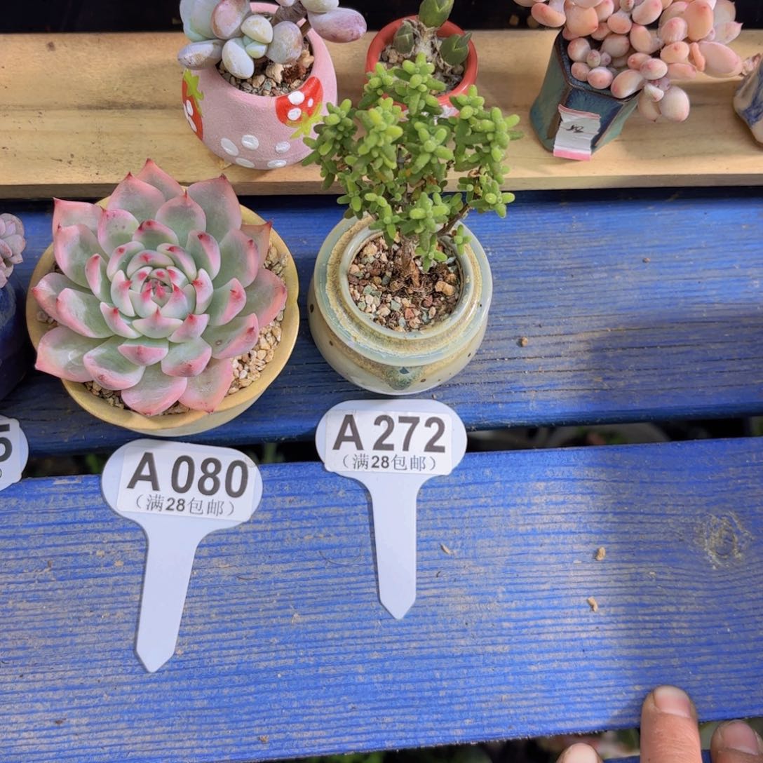 A272蜜桔糖球一物一拍
