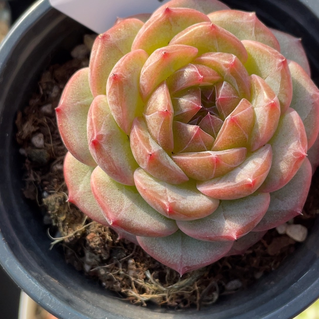 @***心301号糖心冰心珍妮 罗浮宫