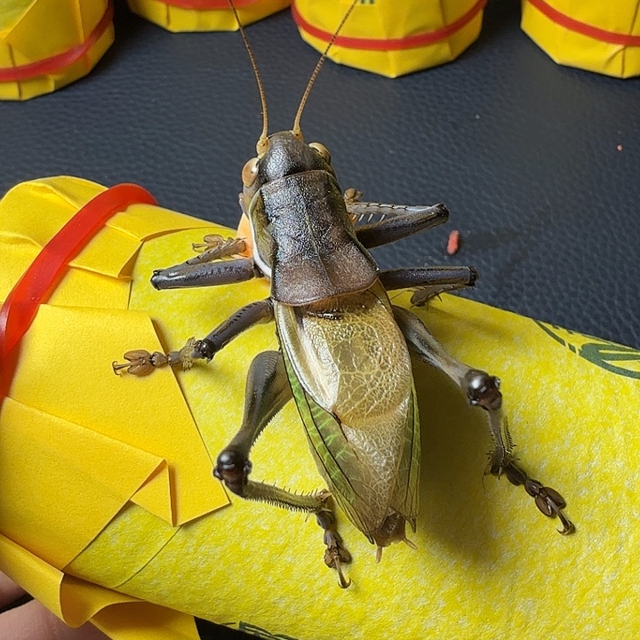 漢***藏蟋蟀哈哈哈哈哈哈哈哈哈哈