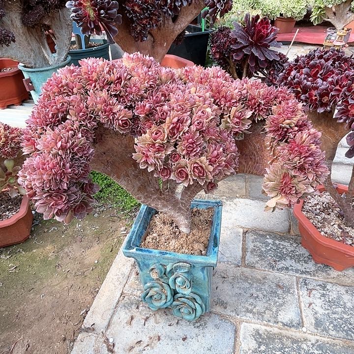 【闪购商品】万圣节朵