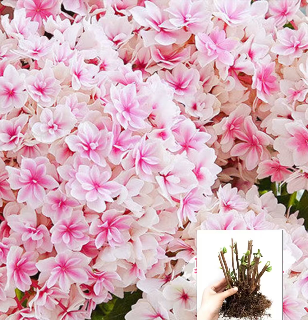 夏洛特公主（重瓣系列）