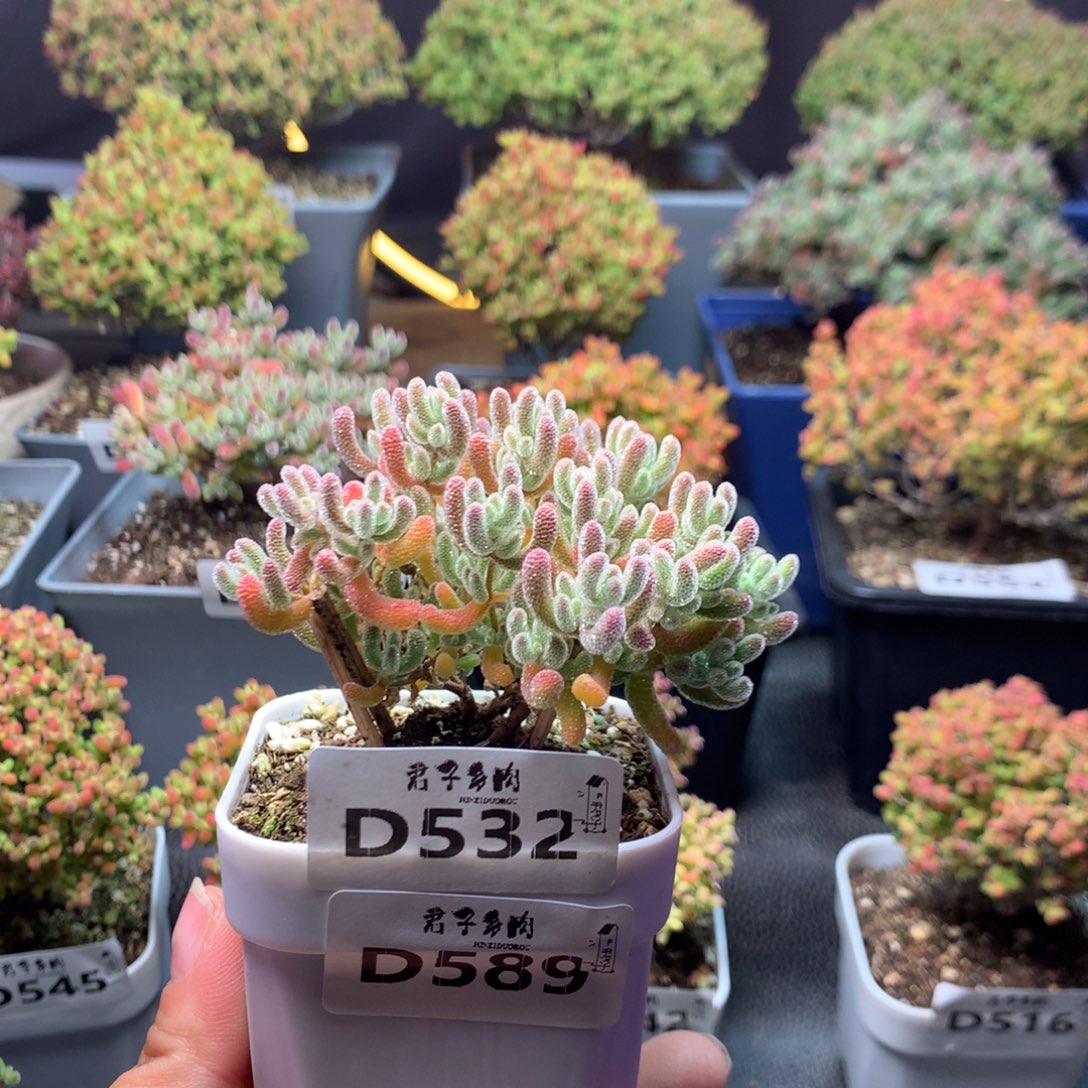 你***森589冰晶换532冰晶补差     