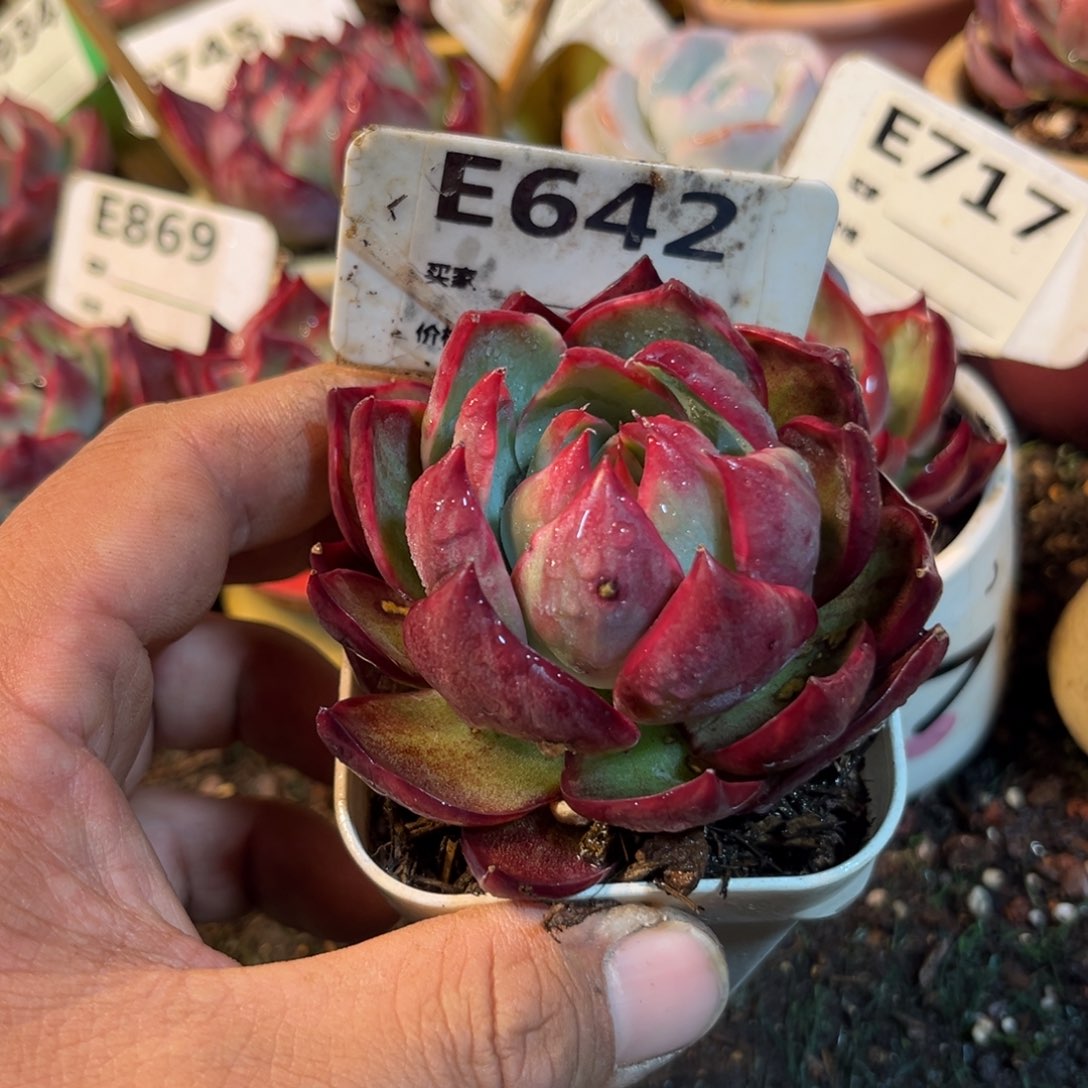 惊鸿一瞥642号多肉