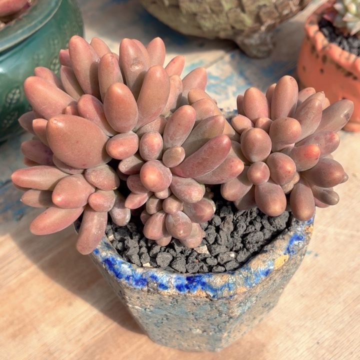 多肉植物 糖果美人-4