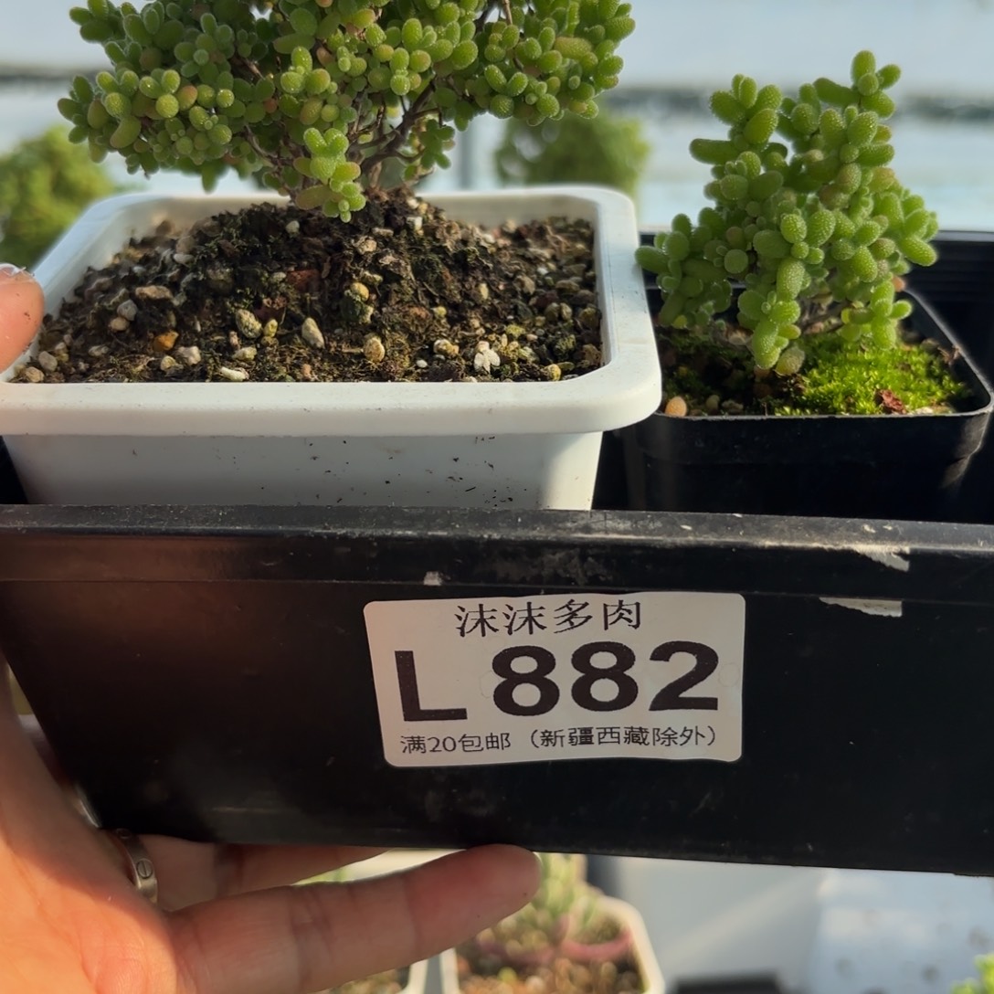 2***3882金桔蜜橘组合福利