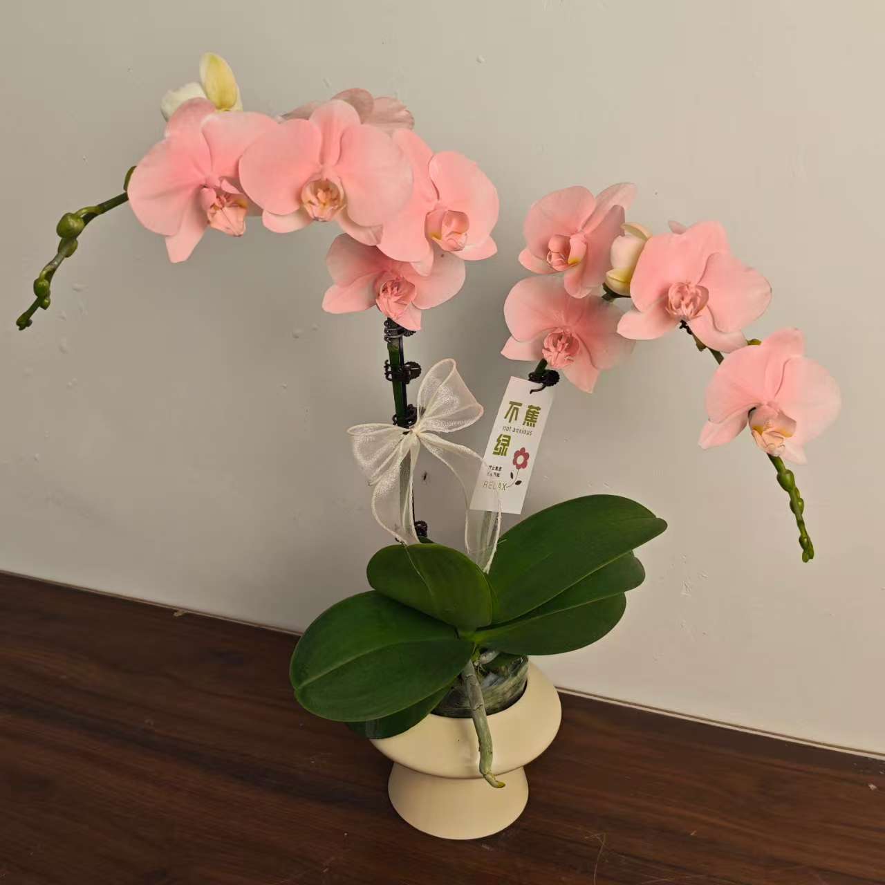 【春日桃花】稀有马卡龙粉色系 稀缺植物上色工艺 室内花卉