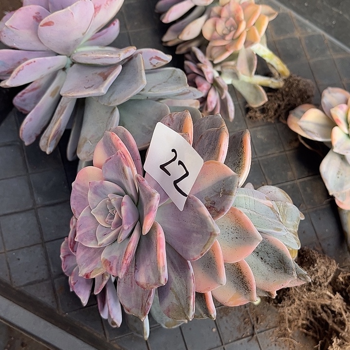 肉***露紫乐景22号多肉植物精品