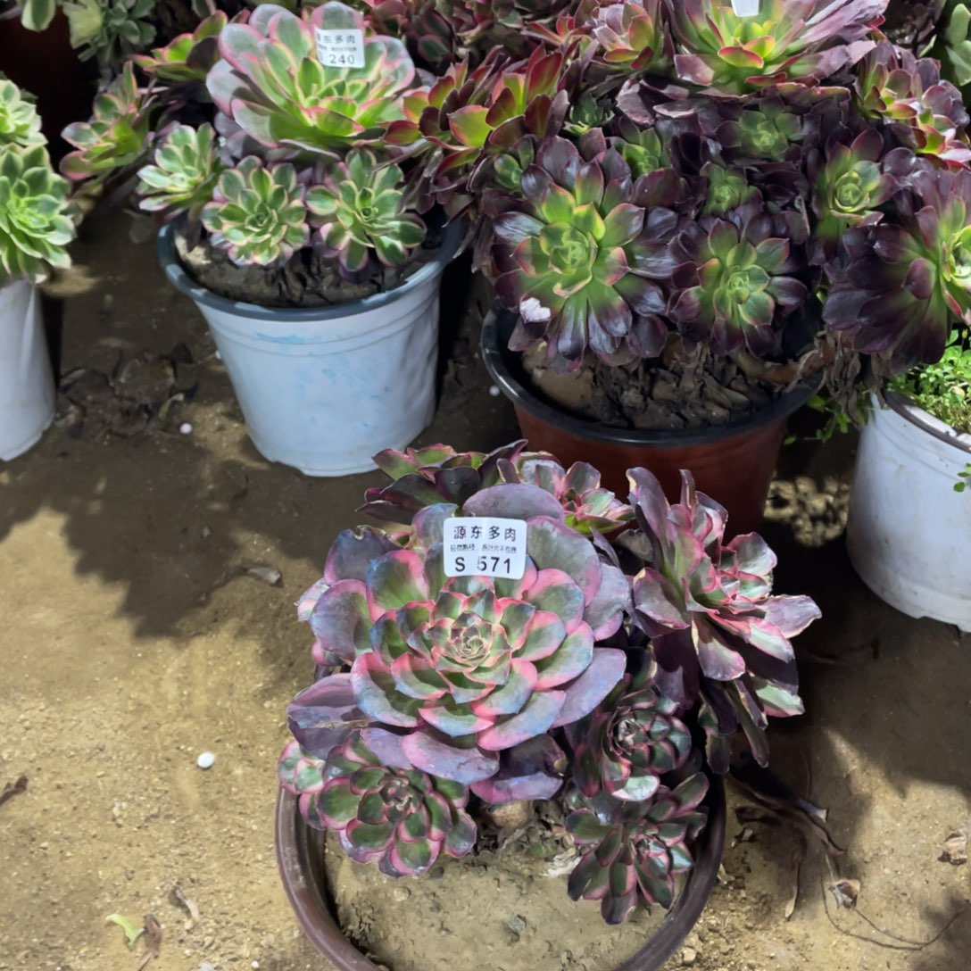 571纳福多肉法师断枝不包