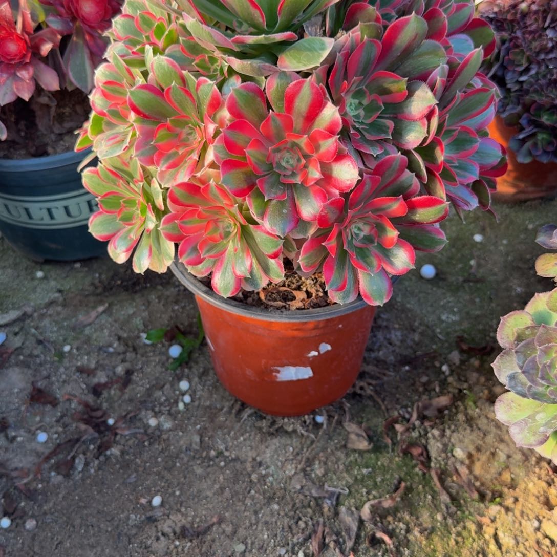 661妖月。多肉植物