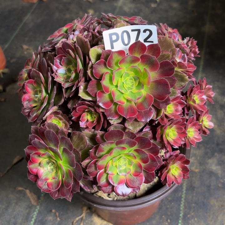 瑞妈多肉植物。072.安娜锦