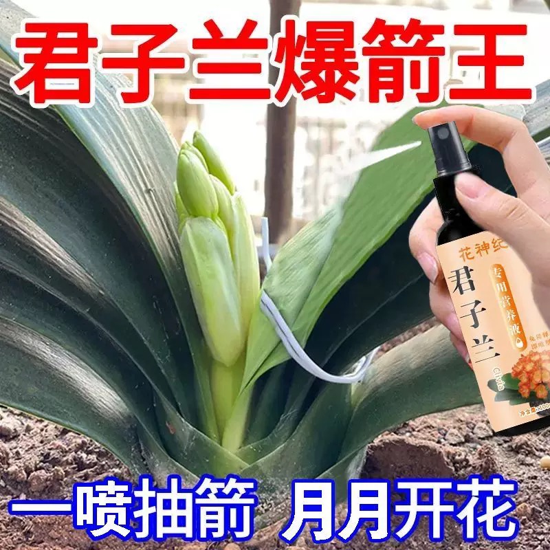 君子兰金钱树营养液促箭催花防黄叶烂根免稀释专用肥料下垂
