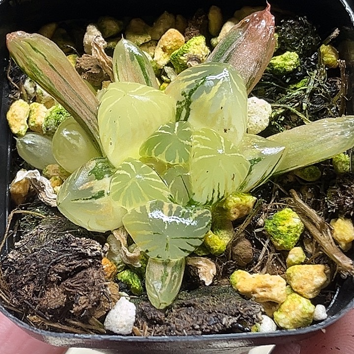 153狄原五号玉露锦