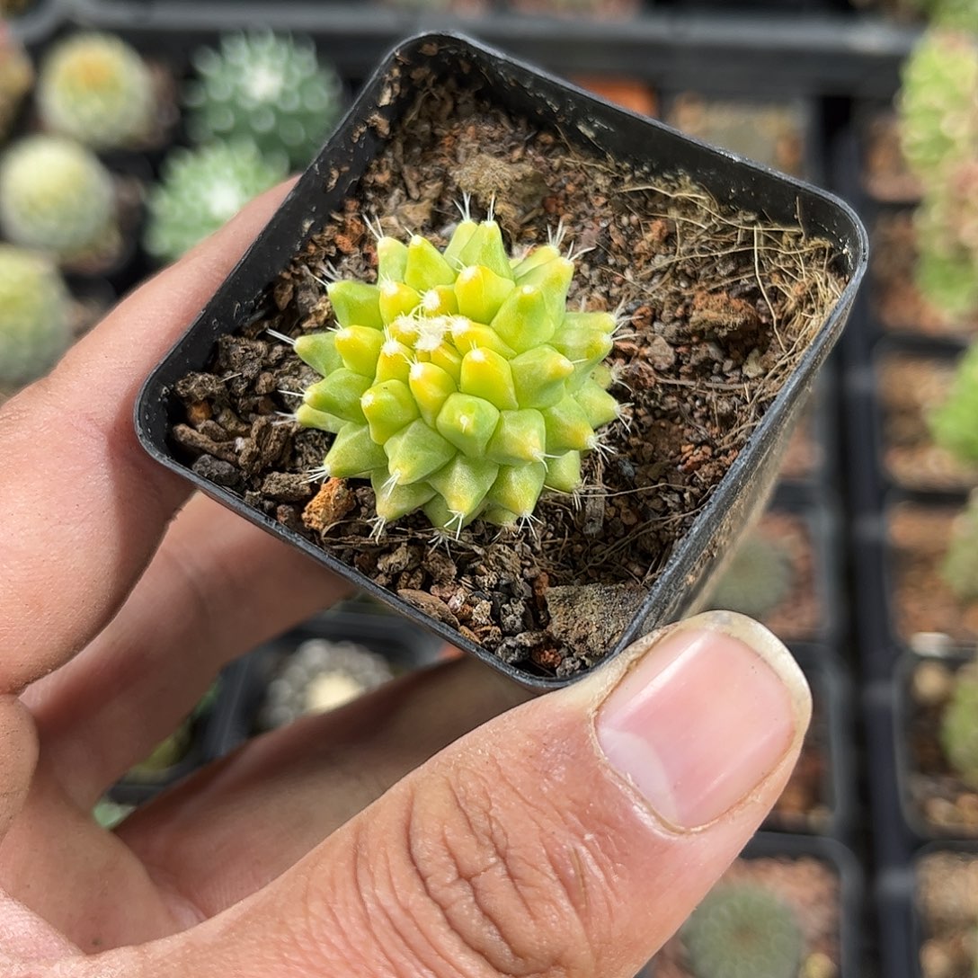 银春锦单头发货单头发